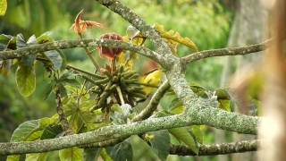 Tree, Woody Plant, Vascular Plant, Plant, Branch, Shrub