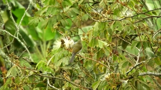 Tree, Woody Plant, Vascular Plant, Plant, Branch, Shrub