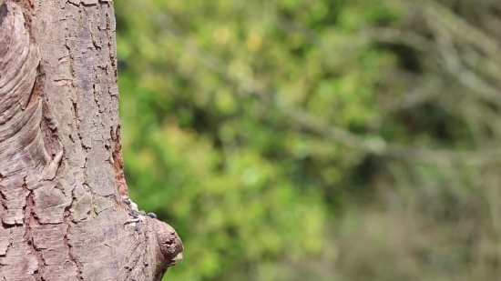 Tree, Woody Plant, Vascular Plant, Plant, Branch, Wildlife