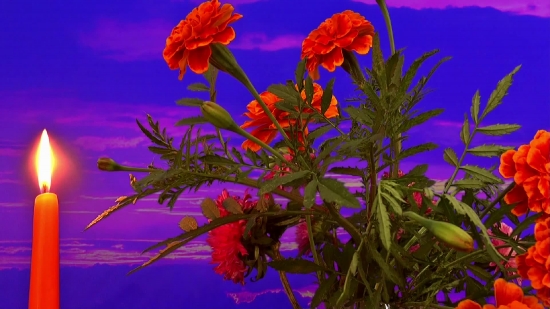 Tree, Woody Plant, Vascular Plant, Plant, Flower, Leaves