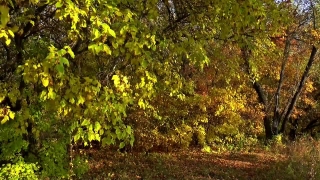 Tree, Woody Plant, Vascular Plant, Plant, Forest, Autumn