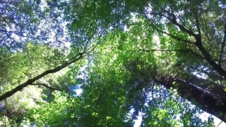 Tree, Woody Plant, Vascular Plant, Plant, Forest, Foliage