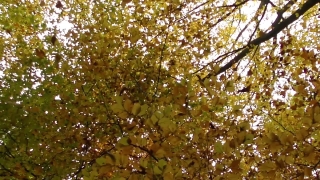 Tree, Woody Plant, Vascular Plant, Plant, Forest, Leaf