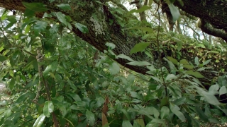 Tree, Woody Plant, Vascular Plant, Plant, Forest, Leaf