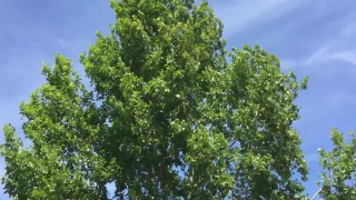Tree, Woody Plant, Vascular Plant, Plant, Forest, Linden
