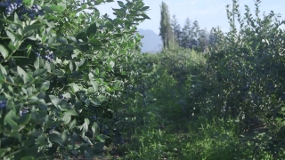 Tree, Woody Plant, Vascular Plant, Plant, Forest, Trees