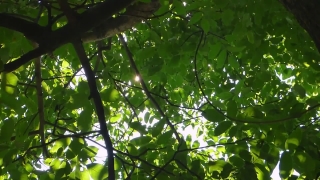 Tree, Woody Plant, Vascular Plant, Plant, Leaf, Forest