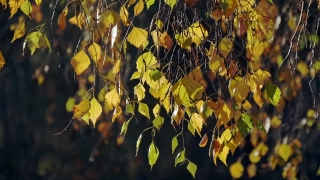 Tree, Woody Plant, Vascular Plant, Plant, Leaves, Autumn