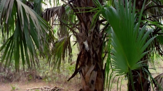 Tree, Woody Plant, Vascular Plant, Plant, Palm, Tropical