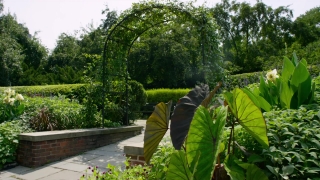 Tree, Woody Plant, Vascular Plant, Plant, Park, Outdoors