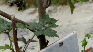 Tree, Woody Plant, Vascular Plant, Plant, Sapling, Branch