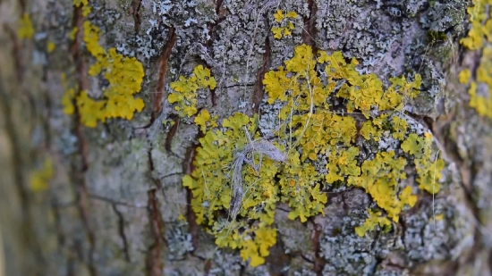 Tree, Woody Plant, Vascular Plant, Plant, Shrub, Autumn