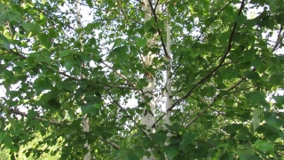 Tree, Woody Plant, Vascular Plant, Plant, Spring, Branch