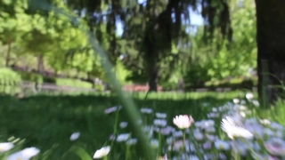 Tree, Woody Plant, Vascular Plant, Plant, Summer, Forest