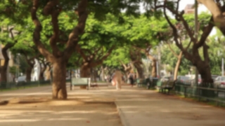 Tree, Woody Plant, Vascular Plant, Plant, Trees, Landscape