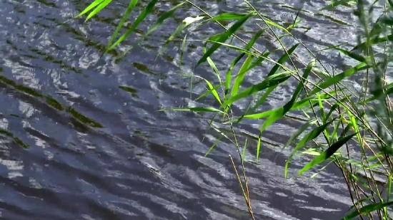 Tree, Woody Plant, Vascular Plant, Plant, Water, Landscape