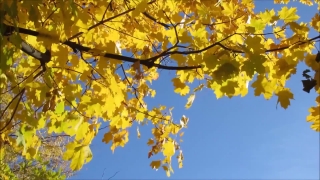 Tree, Woody Plant, Vascular Plant, Shrub, Plant, Autumn