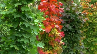 Tree, Woody Plant, Vascular Plant, Shrub, Plant, Autumn