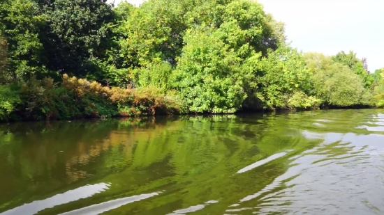 Tree, Woody Plant, White Mangrove, Landscape, Forest, Vascular Plant