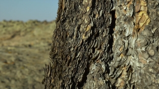 Tree, Woody Plant, Wood, Bark, Hickory, Nut Tree