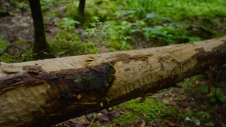 Tree, Woody Plant, Wood, Bird, Forest, Vascular Plant