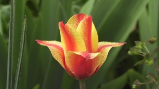 Tulip, Bud, Flower, Plant, Petal, Spring