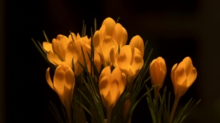 Tulip, Tulips, Spring, Flower, Floral, Blossom