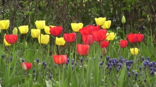 Tulip, Tulips, Spring, Garden, Flower, Plant