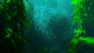 Underwater, Fish, Reef, Sea, Coral, Ocean