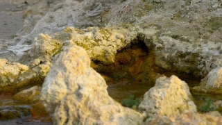 Underwater, Sea Squirt, Fish, Sea, Coral, Ocean