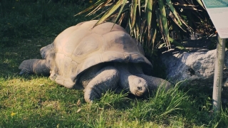 Ungulate, Mammal, Hippopotamus, Tapir, Wildlife, Odd-toed Ungulate