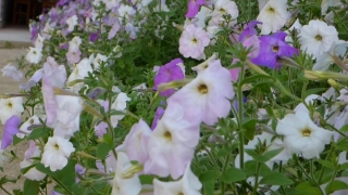 Vascular Plant, Herb, Plant, Flower, Flowers, Garden