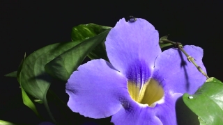 Vascular Plant, Herb, Plant, Flower, Viola, Spiderwort