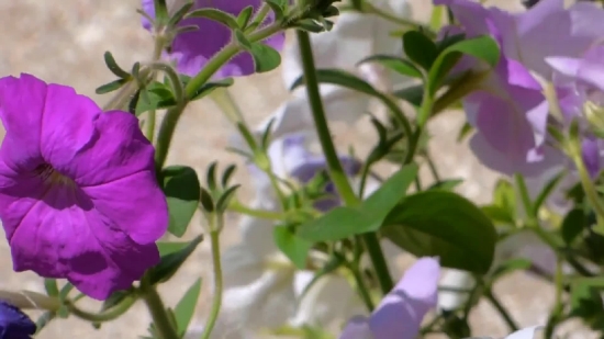 Vascular Plant, Herb, Plant, Periwinkle, Flower, Shrub