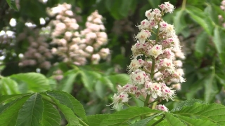 Vascular Plant, Herb, Plant, Tree, Flower, Spring