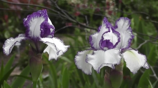 Vascular Plant, Plant, Flower, Herb, Iris, Garden