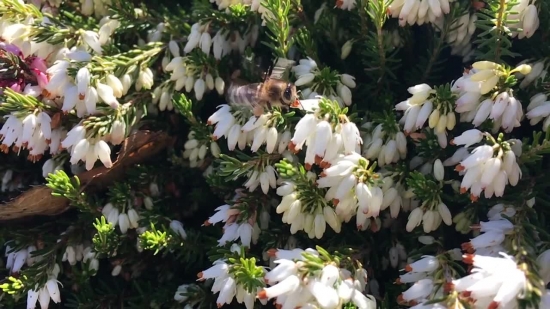 Vascular Plant, Plant, Herb, Flower, Shrub, Snow-in-summer
