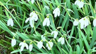 Vascular Plant, Plant, Shrub, Flower, Bulbous Plant, Spring