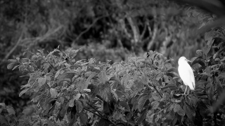 Vascular Plant, Plant, Snow, Shrub, Fungus, Dusty Miller