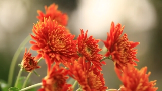 Vascular Plant, Plant, Woody Plant, Shrub, Flower, Herb