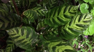 Vegetable, Basil, Herb, Greens, Plant, Fresh