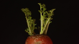 Vegetable, Carrot, Food, Tomato, Fresh, Vegetables
