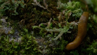 Vegetable, Forest, Plant, Food, Fresh, Broccoli