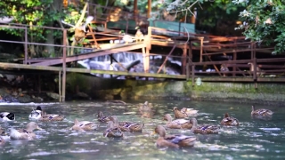 Village, Water, River, Boat, Sea, Lake