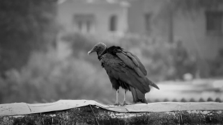 Vulture, Bird, Wildlife, Animal, Beak, Feathers