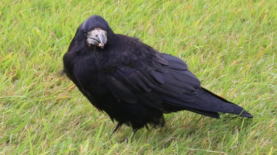 Vulture, Bird, Wildlife, Beak, Animal, Wild