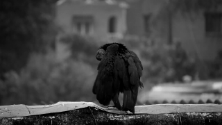 Vulture, Bird, Wildlife, Eagle, Beak, Animal