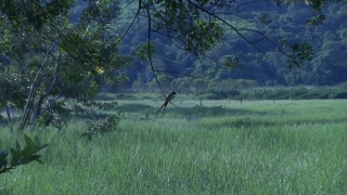 Wading Bird, Aquatic Bird, Bird, Crane, Tree, Heron