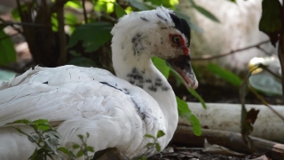 Wading Bird, Aquatic Bird, Bird, Ibis, Crane, Beak