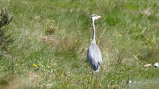 Wading Bird, Bird, Aquatic Bird, Heron, Little Blue Heron, Crane
